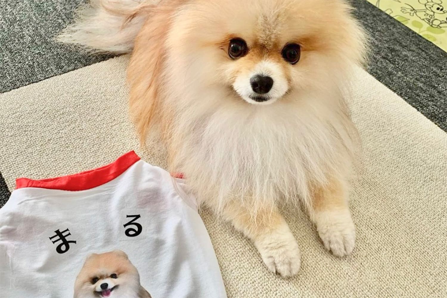 愛犬のために楽しめる体験