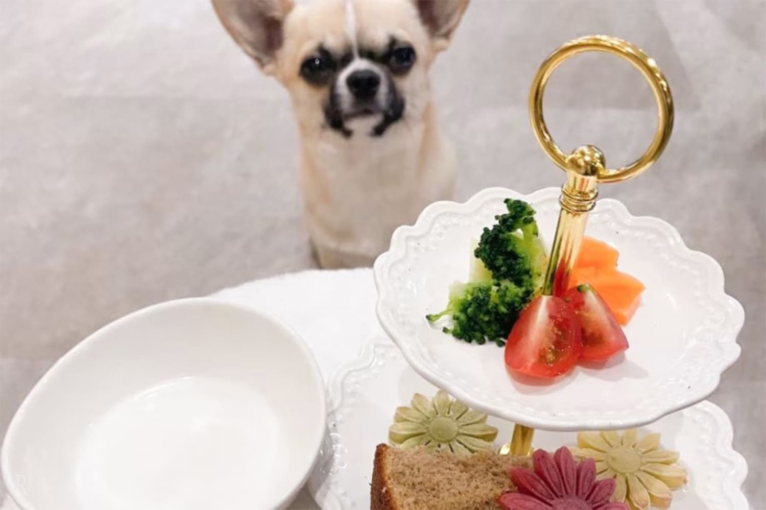 愛犬と楽しむアフタヌーンティー