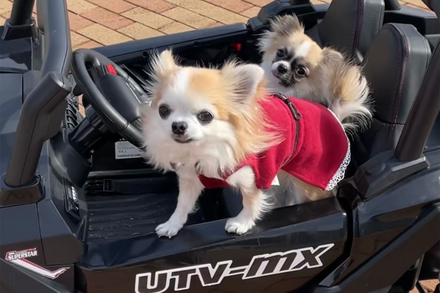 愛犬と遊ぶ