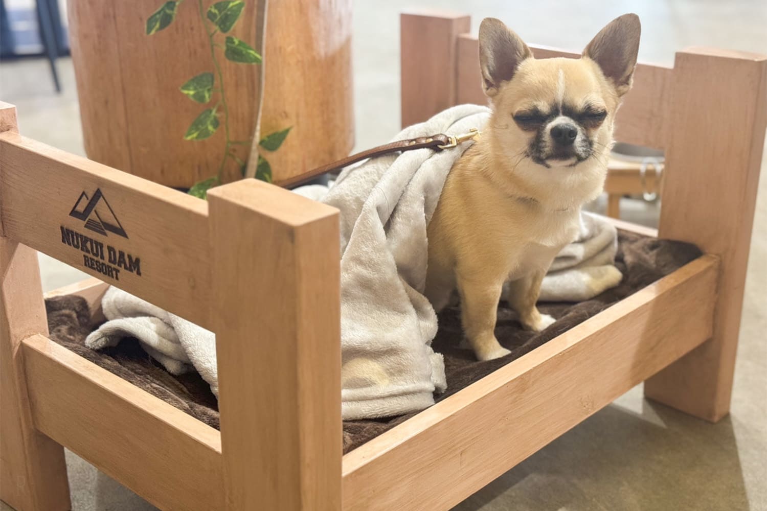 愛犬と泊まる