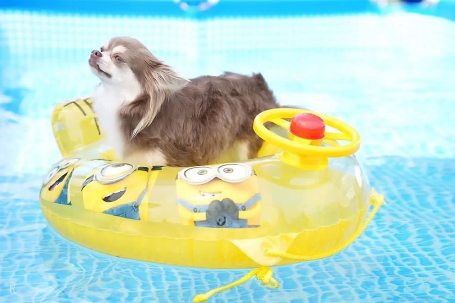 ドッグフレンドリーなサービスも充実